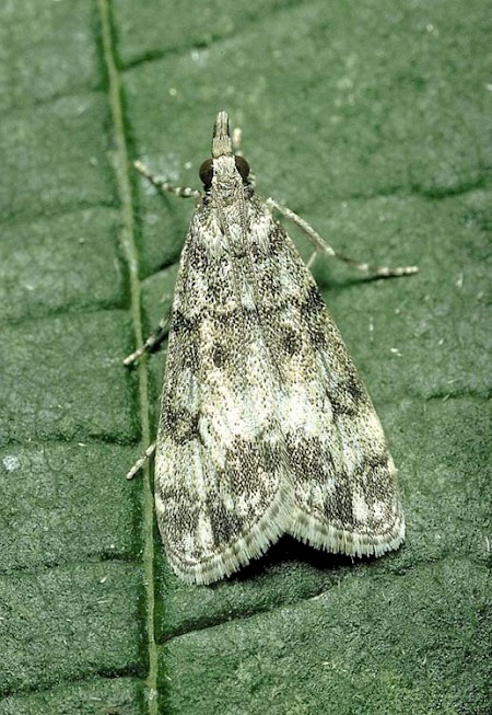 Eudonia lacustrata