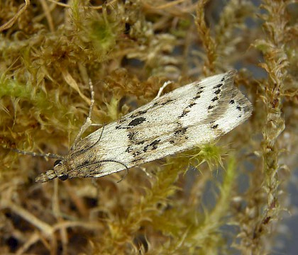 Adult • Shetland • © Bob Heckford