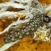 Larva • Chypraze Cliff, West Cornwall • © Bob Heckford