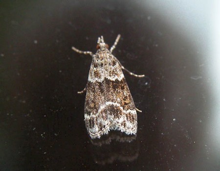 Eudonia mercurella