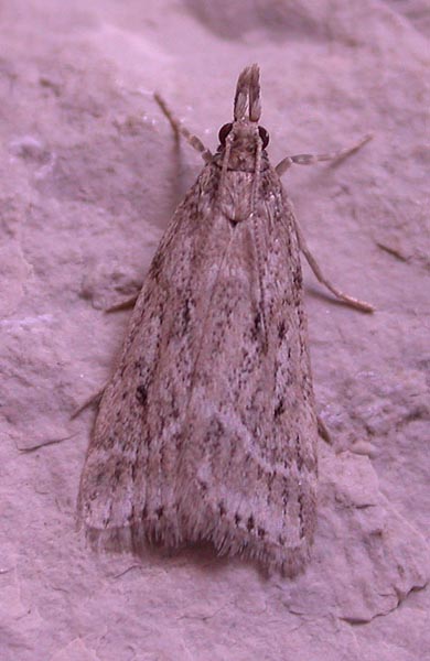 Eudonia pallida