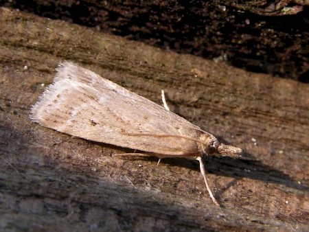 Eudonia pallida