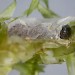 Early instar larva • Dawlish Warren, Devon, on Calliergonella cuspidata • © Bob Heckford