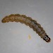 Penultimate instar larva • Dawlish Warren, Devon, on Calliergonella cuspidata • © Bob Heckford