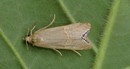 Euchromius ocellea