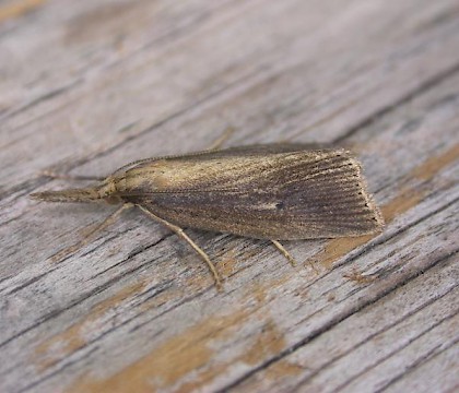 Adult • Berrow, Somerset • © David Slade