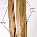 Larval mines • Exterior of mines in dead Typha leaves in February. Ex ovo leg. Nick Lear. Gloucestershire. • © Ian Smith