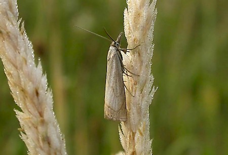 Chrysoteuchia culmella