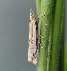 Crambus pascuella