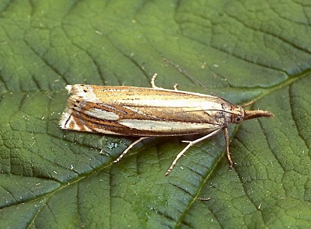 Crambus silvella