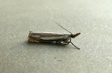 Crambus silvella