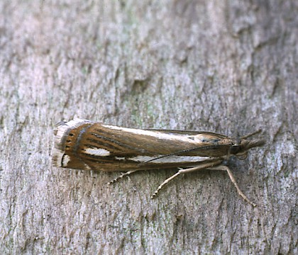 Adult • Great Asby Scar NNR, Cumbria • © Rob Petley-Jones