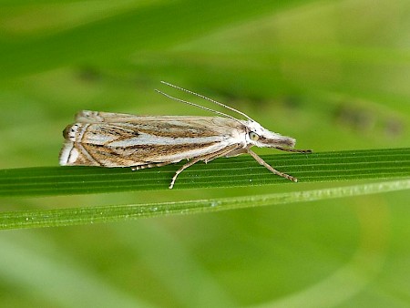 Crambus lathoniellus