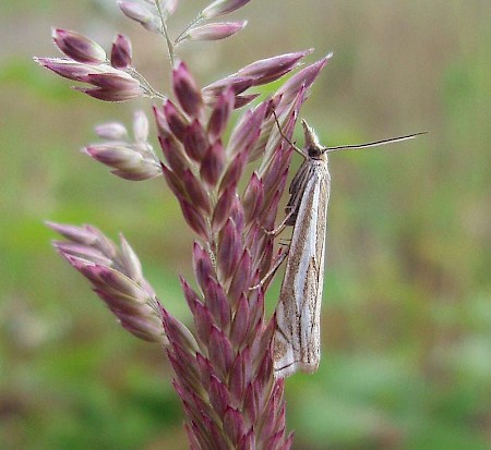 Crambus lathoniellus