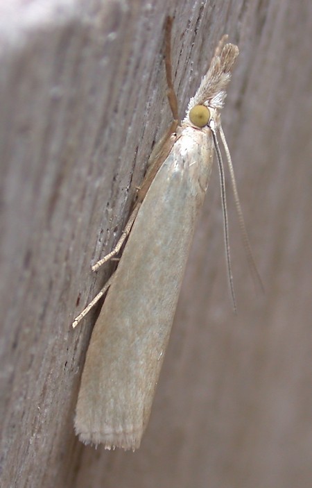 Crambus perlella