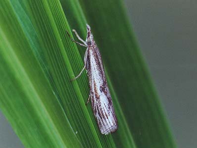 Agriphila inquinatella