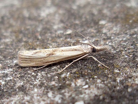 Agriphila inquinatella