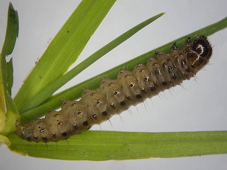 Agriphila inquinatella