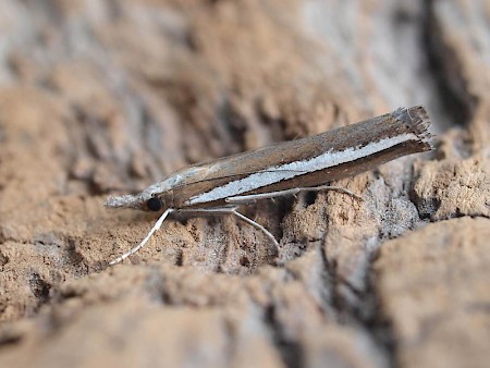 Agriphila latistria