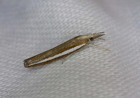 Agriphila latistria