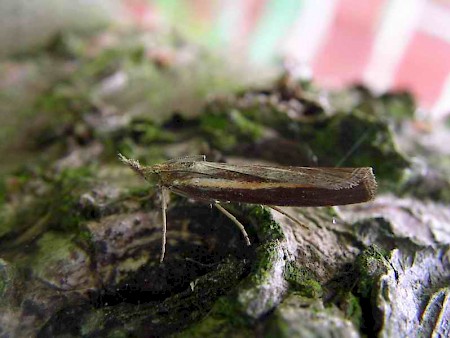 Agriphila selasella