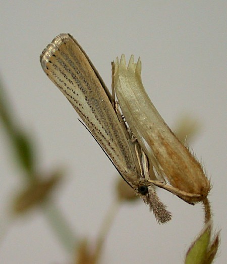 Agriphila straminella