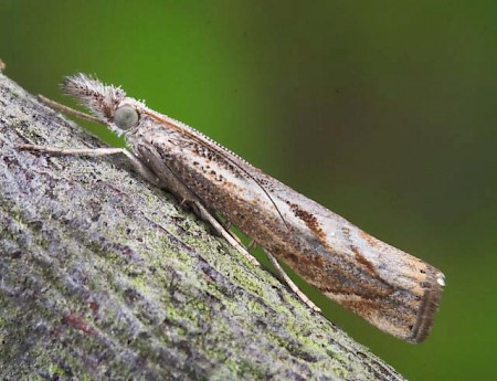 Agriphila geniculea