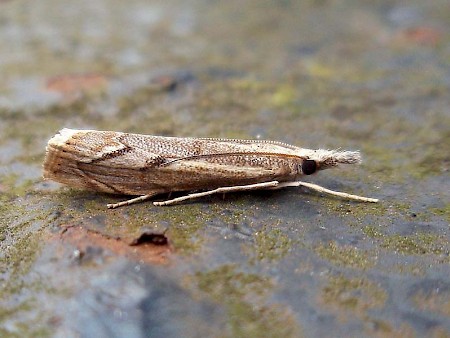 Agriphila geniculea