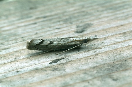 Agriphila geniculea