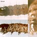 Larval plates • Head, thorax and anal plate. Larva ex imago on dunes, Caernarvonshire • © Ian Smith