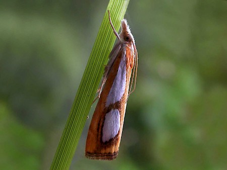 Catoptria pinella