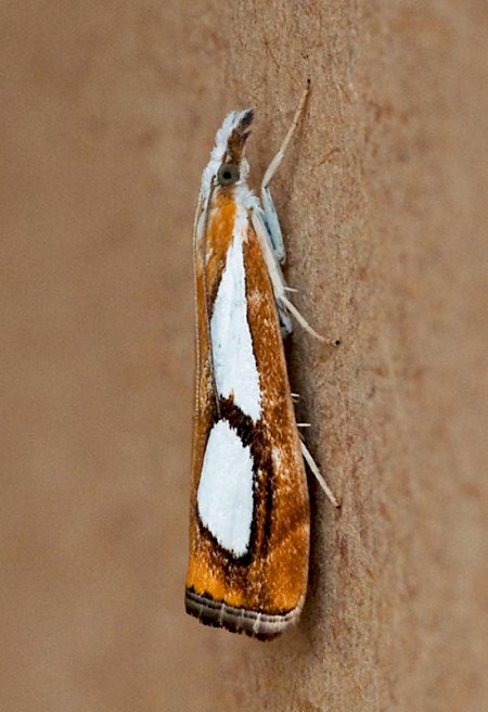 Catoptria pinella