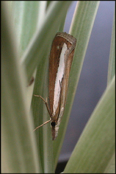 Catoptria margaritella