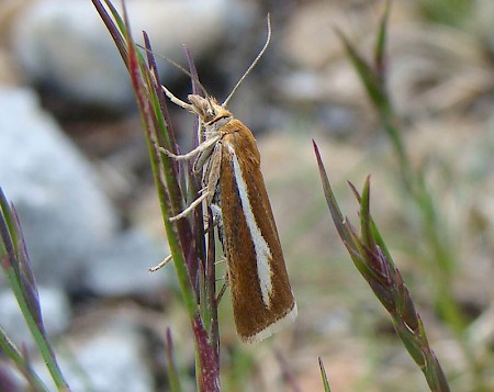 Catoptria furcatellus