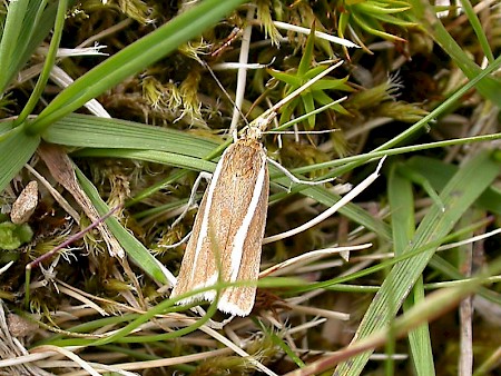 Catoptria furcatellus