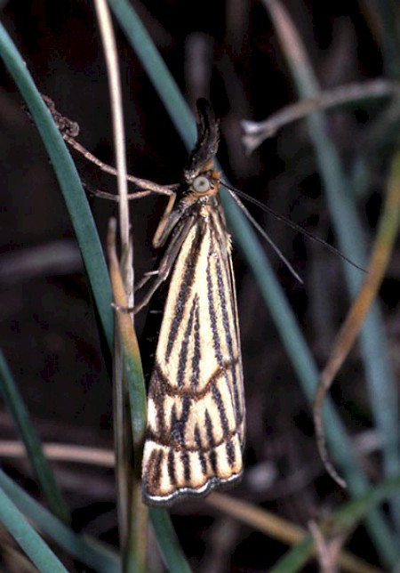 Chrysocrambus craterella