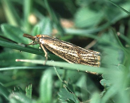 Thisanotia chrysonuchella