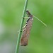 Adult • Portland, Dorset • © M. Parsons/Butterfly Conservation