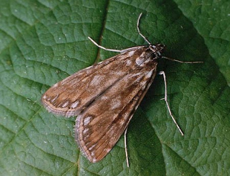 Brown China-mark Elophila nymphaeata