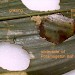 Habitation • Early mine, and later excised leaf oval attached tounderside of Potamogeton leaf. October. • © Ian Smith