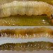 Larva (final instar) • Rixton, Cheshire • © Ben Smart
