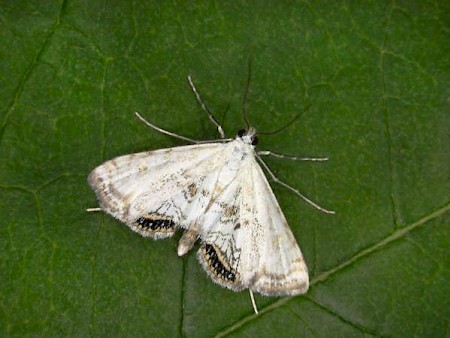 Small China-mark Cataclysta lemnata