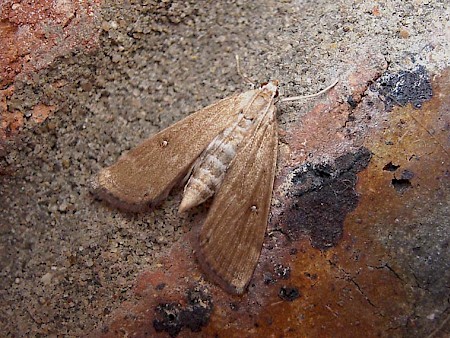 Ringed China-mark Parapoynx stratiotata