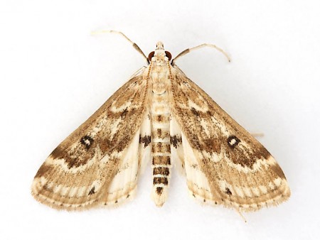 Ringed China-mark Parapoynx stratiotata