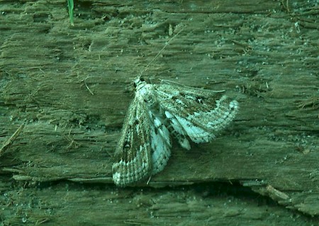 Ringed China-mark Parapoynx stratiotata