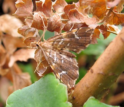 Adult • Dorset • © M. Parsons/Butterfly Conservation