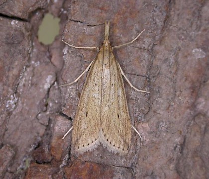 Adult • Berrow, Somerset • © David Slade