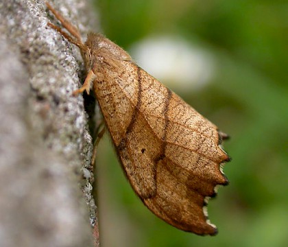 Drepanidae