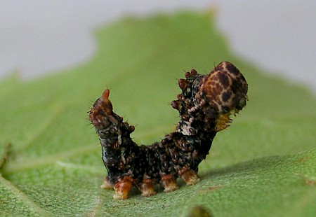 Scalloped Hook-tip Falcaria lacertinaria