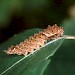 Larva • © Gianpiero Ferrari